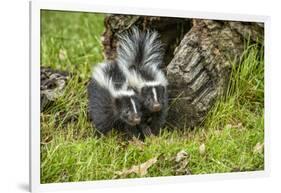 Minnesota, Sandstone, Two Striped Skunk Kits Outside Hollow Log-Rona Schwarz-Framed Photographic Print