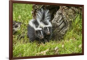 Minnesota, Sandstone, Two Striped Skunk Kits Outside Hollow Log-Rona Schwarz-Framed Photographic Print