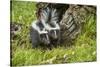 Minnesota, Sandstone, Two Striped Skunk Kits Outside Hollow Log-Rona Schwarz-Stretched Canvas