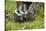 Minnesota, Sandstone, Two Striped Skunk Kits Outside Hollow Log-Rona Schwarz-Stretched Canvas