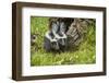 Minnesota, Sandstone, Two Striped Skunk Kits Outside Hollow Log-Rona Schwarz-Framed Photographic Print