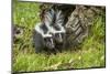 Minnesota, Sandstone, Two Striped Skunk Kits Outside Hollow Log-Rona Schwarz-Mounted Photographic Print