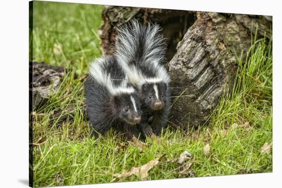 Minnesota, Sandstone, Two Striped Skunk Kits Outside Hollow Log-Rona Schwarz-Stretched Canvas