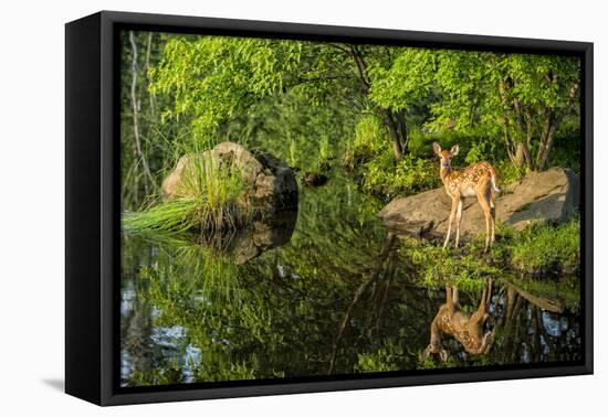 Minnesota, Sandstone, White Tailed Deer Fawn and Foliage-Rona Schwarz-Framed Stretched Canvas