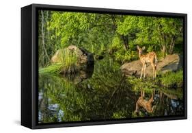 Minnesota, Sandstone, White Tailed Deer Fawn and Foliage-Rona Schwarz-Framed Stretched Canvas