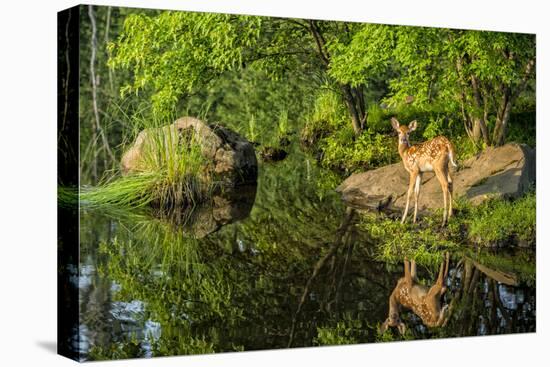 Minnesota, Sandstone, White Tailed Deer Fawn and Foliage-Rona Schwarz-Stretched Canvas