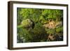 Minnesota, Sandstone, White Tailed Deer Fawn and Foliage-Rona Schwarz-Framed Photographic Print