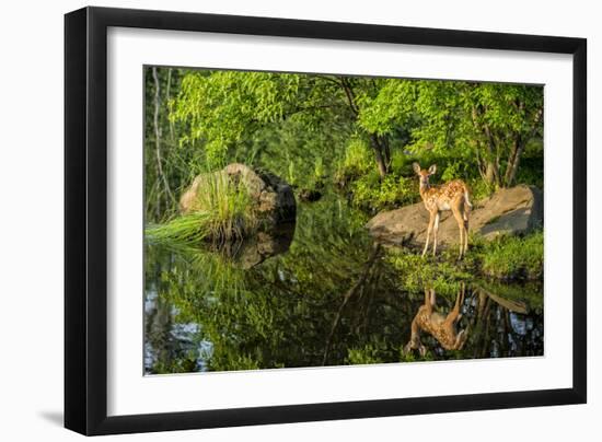 Minnesota, Sandstone, White Tailed Deer Fawn and Foliage-Rona Schwarz-Framed Photographic Print