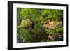 Minnesota, Sandstone, White Tailed Deer Fawn and Foliage-Rona Schwarz-Framed Photographic Print