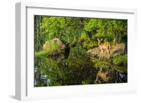 Minnesota, Sandstone, White Tailed Deer Fawn and Foliage-Rona Schwarz-Framed Photographic Print