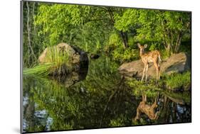 Minnesota, Sandstone, White Tailed Deer Fawn and Foliage-Rona Schwarz-Mounted Photographic Print