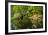 Minnesota, Sandstone, White Tailed Deer Fawn and Foliage-Rona Schwarz-Framed Photographic Print