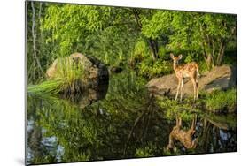 Minnesota, Sandstone, White Tailed Deer Fawn and Foliage-Rona Schwarz-Mounted Photographic Print