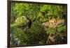 Minnesota, Sandstone, White Tailed Deer Fawn and Foliage-Rona Schwarz-Framed Photographic Print