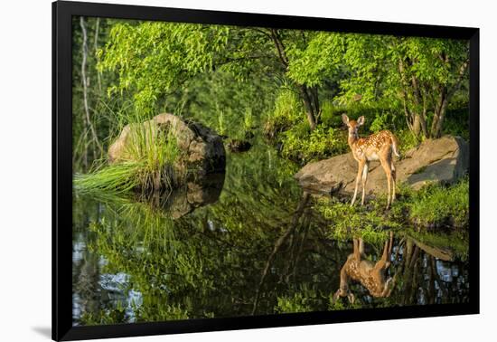 Minnesota, Sandstone, White Tailed Deer Fawn and Foliage-Rona Schwarz-Framed Photographic Print