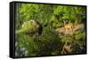 Minnesota, Sandstone, White Tailed Deer Fawn and Foliage-Rona Schwarz-Framed Stretched Canvas