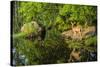 Minnesota, Sandstone, White Tailed Deer Fawn and Foliage-Rona Schwarz-Stretched Canvas