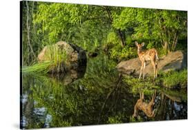 Minnesota, Sandstone, White Tailed Deer Fawn and Foliage-Rona Schwarz-Stretched Canvas