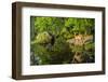 Minnesota, Sandstone, White Tailed Deer Fawn and Foliage-Rona Schwarz-Framed Photographic Print