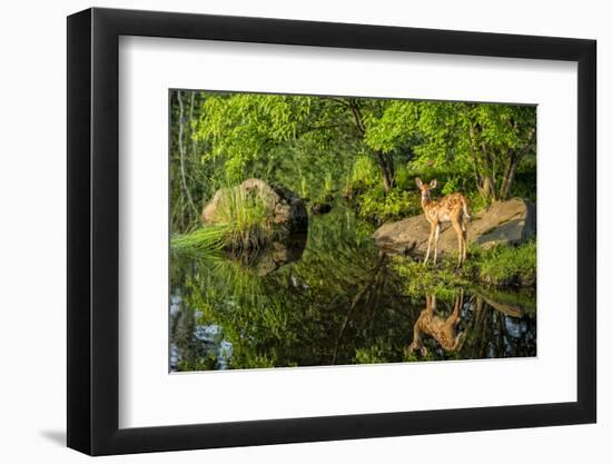 Minnesota, Sandstone, White Tailed Deer Fawn and Foliage-Rona Schwarz-Framed Photographic Print