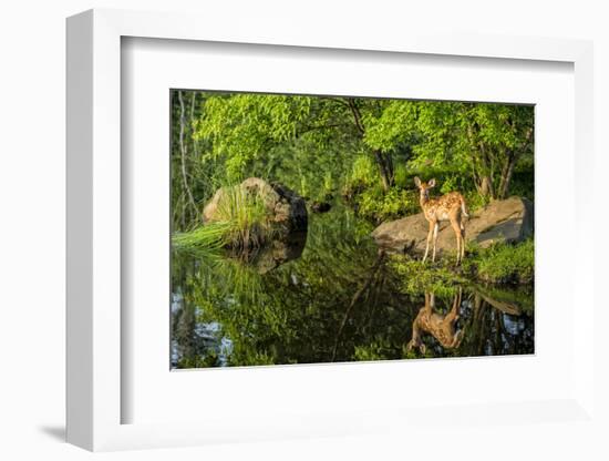 Minnesota, Sandstone, White Tailed Deer Fawn and Foliage-Rona Schwarz-Framed Photographic Print