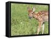 Minnesota, Sandstone, White Tailed Deer Fawn Eating Daisys-Rona Schwarz-Framed Stretched Canvas