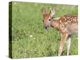 Minnesota, Sandstone, White Tailed Deer Fawn Eating Daisys-Rona Schwarz-Stretched Canvas