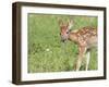 Minnesota, Sandstone, White Tailed Deer Fawn Eating Daisys-Rona Schwarz-Framed Photographic Print