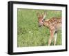 Minnesota, Sandstone, White Tailed Deer Fawn Eating Daisys-Rona Schwarz-Framed Photographic Print