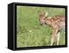 Minnesota, Sandstone, White Tailed Deer Fawn Eating Daisys-Rona Schwarz-Framed Stretched Canvas