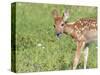 Minnesota, Sandstone, White Tailed Deer Fawn Eating Daisys-Rona Schwarz-Stretched Canvas