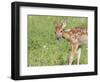 Minnesota, Sandstone, White Tailed Deer Fawn Eating Daisys-Rona Schwarz-Framed Photographic Print