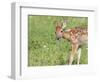 Minnesota, Sandstone, White Tailed Deer Fawn Eating Daisys-Rona Schwarz-Framed Photographic Print