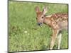 Minnesota, Sandstone, White Tailed Deer Fawn Eating Daisys-Rona Schwarz-Mounted Photographic Print