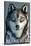 Minnesota - Wolf Up Close-Lantern Press-Stretched Canvas