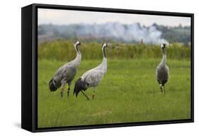 Minnie', 'Squidgy' and 'Vince', Three Eurasian Cranes (Grus Grus) Released onto Somerset Levels, UK-Nick Upton-Framed Stretched Canvas