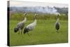 Minnie', 'Squidgy' and 'Vince', Three Eurasian Cranes (Grus Grus) Released onto Somerset Levels, UK-Nick Upton-Stretched Canvas