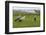 Minnie', 'Squidgy' and 'Vince', Three Eurasian Cranes (Grus Grus) Released onto Somerset Levels, UK-Nick Upton-Framed Photographic Print