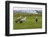 Minnie', 'Squidgy' and 'Vince', Three Eurasian Cranes (Grus Grus) Released onto Somerset Levels, UK-Nick Upton-Framed Photographic Print