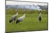 Minnie', 'Squidgy' and 'Vince', Three Eurasian Cranes (Grus Grus) Released onto Somerset Levels, UK-Nick Upton-Mounted Photographic Print