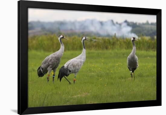 Minnie', 'Squidgy' and 'Vince', Three Eurasian Cranes (Grus Grus) Released onto Somerset Levels, UK-Nick Upton-Framed Photographic Print