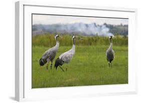 Minnie', 'Squidgy' and 'Vince', Three Eurasian Cranes (Grus Grus) Released onto Somerset Levels, UK-Nick Upton-Framed Photographic Print