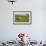 Minnie', 'Squidgy' and 'Vince', Three Eurasian Cranes (Grus Grus) Released onto Somerset Levels, UK-Nick Upton-Framed Photographic Print displayed on a wall