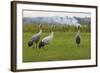 Minnie', 'Squidgy' and 'Vince', Three Eurasian Cranes (Grus Grus) Released onto Somerset Levels, UK-Nick Upton-Framed Photographic Print