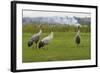 Minnie', 'Squidgy' and 'Vince', Three Eurasian Cranes (Grus Grus) Released onto Somerset Levels, UK-Nick Upton-Framed Photographic Print