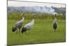 Minnie', 'Squidgy' and 'Vince', Three Eurasian Cranes (Grus Grus) Released onto Somerset Levels, UK-Nick Upton-Mounted Photographic Print