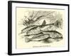 Minnow and Stickleback-null-Framed Giclee Print