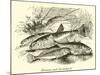 Minnow and Stickleback-null-Mounted Giclee Print