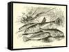 Minnow and Stickleback-null-Framed Stretched Canvas