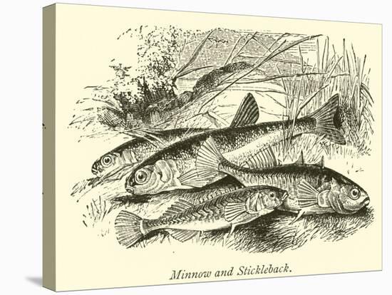 Minnow and Stickleback-null-Stretched Canvas